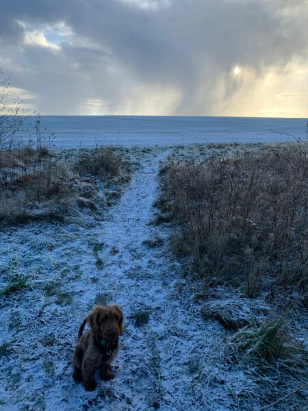 Puppy Survival Thread - for old and new pups heading into winter