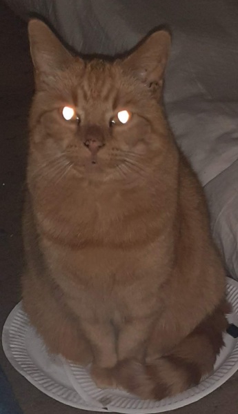 Please can I see pics of your cats?