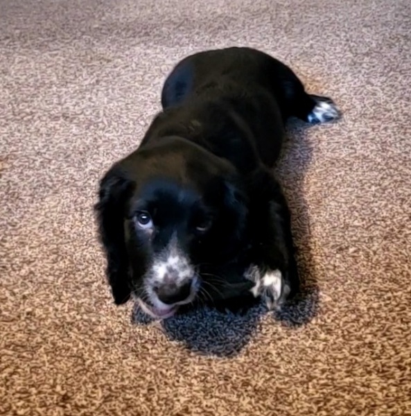 Puppy Survival Thread - for old and new pups
