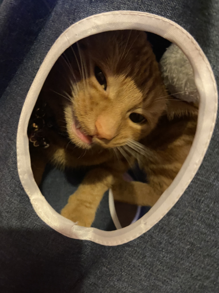 Post your cute kitties 😸