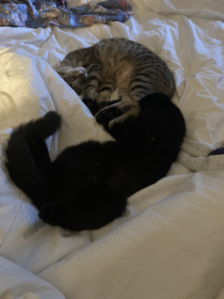 The Very Eventful Lives of the Excellent Cats