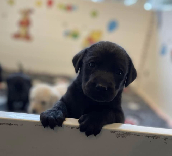 Puppy Survival Thread - for old and new pups heading into winter