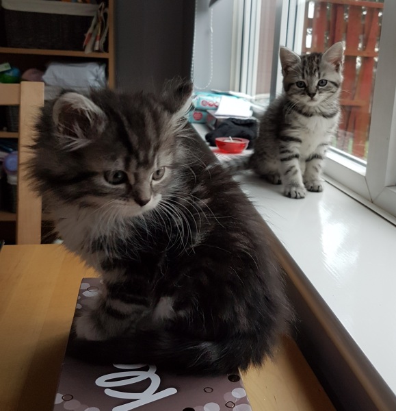 Are my kittens too small?