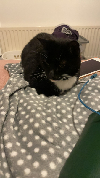 New kitten- where to sleep?