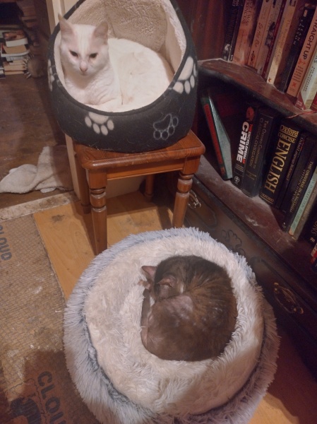The Very Eventful Lives of the Excellent Cats