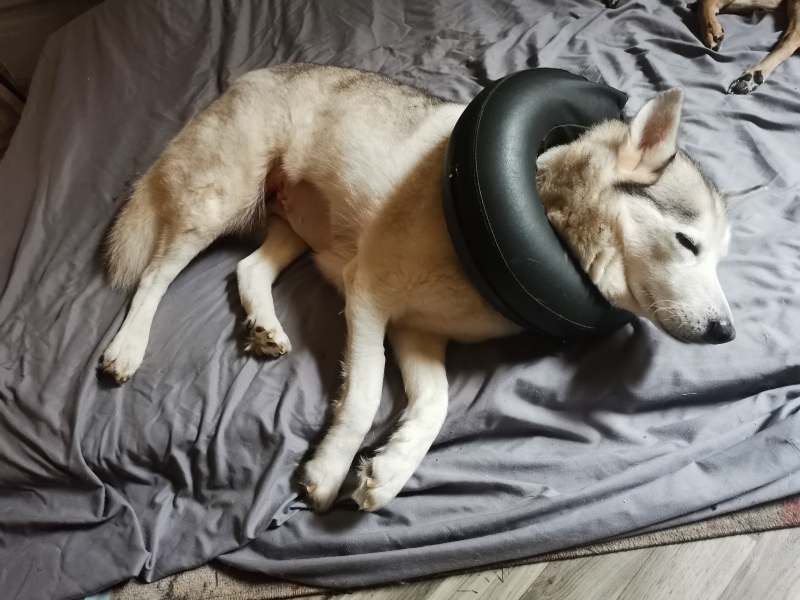 Buster collar nightmare - any advice?