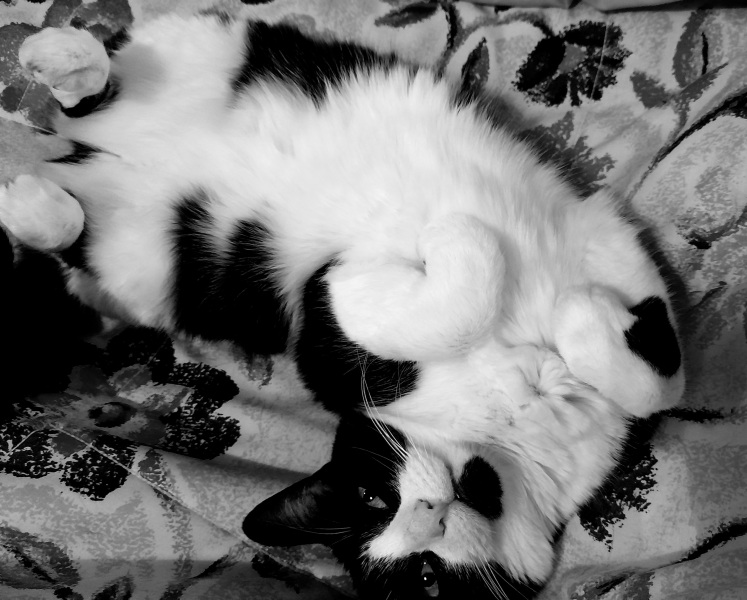 Tart cat.