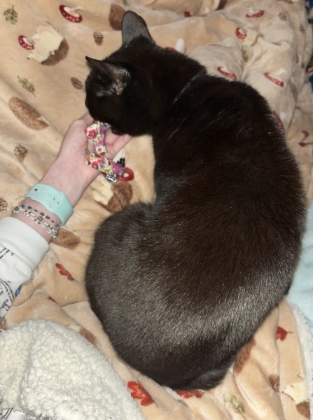 The Very Eventful Lives of the Excellent Cats