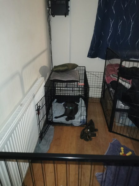 Puppy Survival Thread - for old and new pups