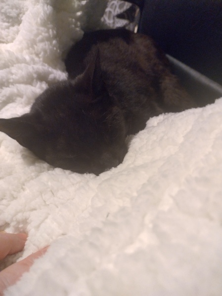 The Very Eventful Lives of the Excellent Cats