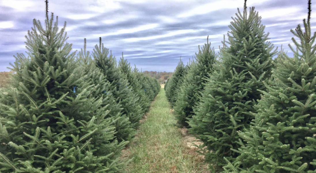 The ultimate SHOW US YOUR TREE megathread!