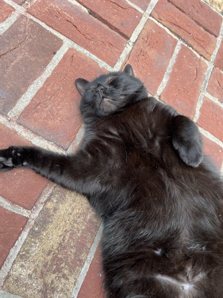 Poll - Your favourite bit of your cat(s)!
