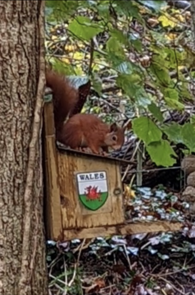 Have you ever seen a red squirrel?
