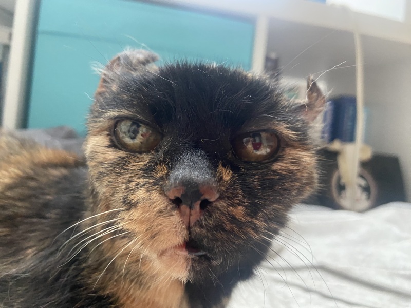 Adopting an outdoor cat as an indoor cat