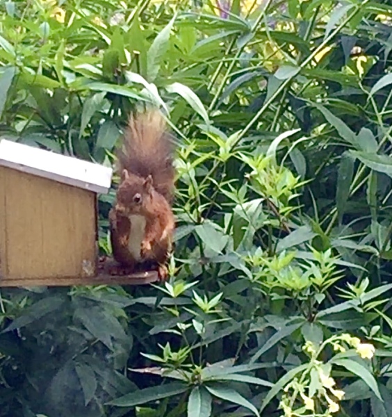 Have you ever seen a red squirrel?