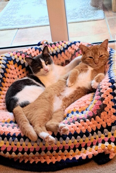 The Very Eventful Lives of the Excellent Cats