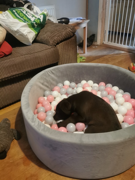 Puppy Survival Thread - for old and new pups
