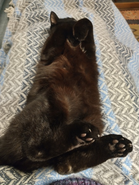 The Very Eventful Lives of the Excellent Cats