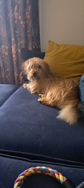 Does anyone else have a mongrel?