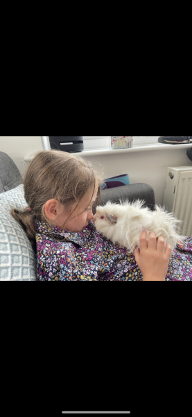 Neighbours guinea pig outside in 4 degrees celsius