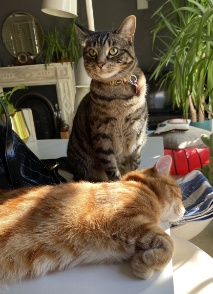The Very Eventful Lives of the Excellent Cats