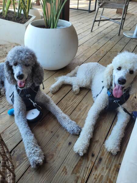 Which shops let dogs in?