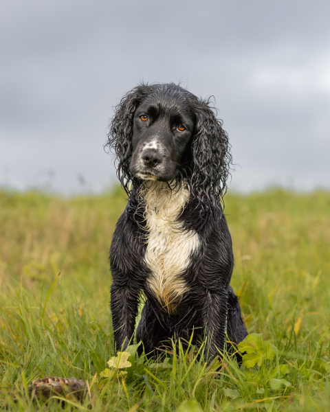 Rescue applications rejected - where am I going wrong?