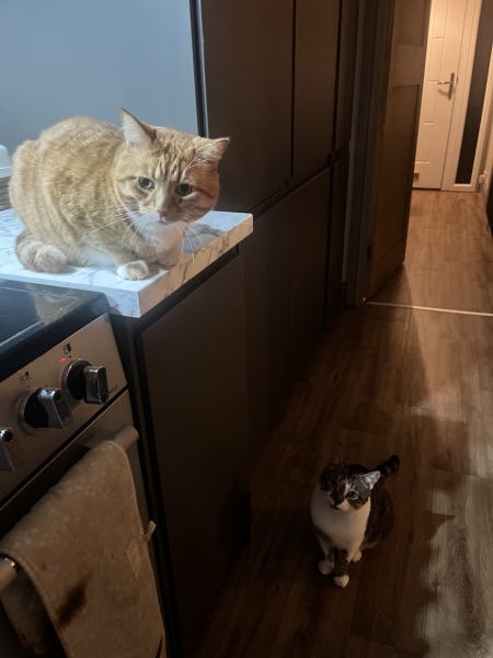 Please can I see pics of your cats?