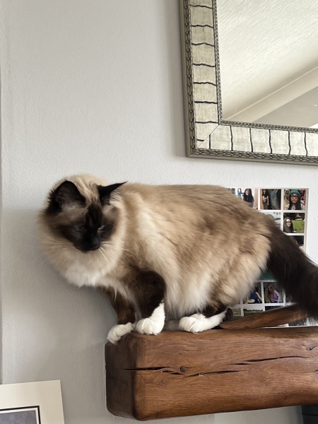 Cat has peed on my bed again!