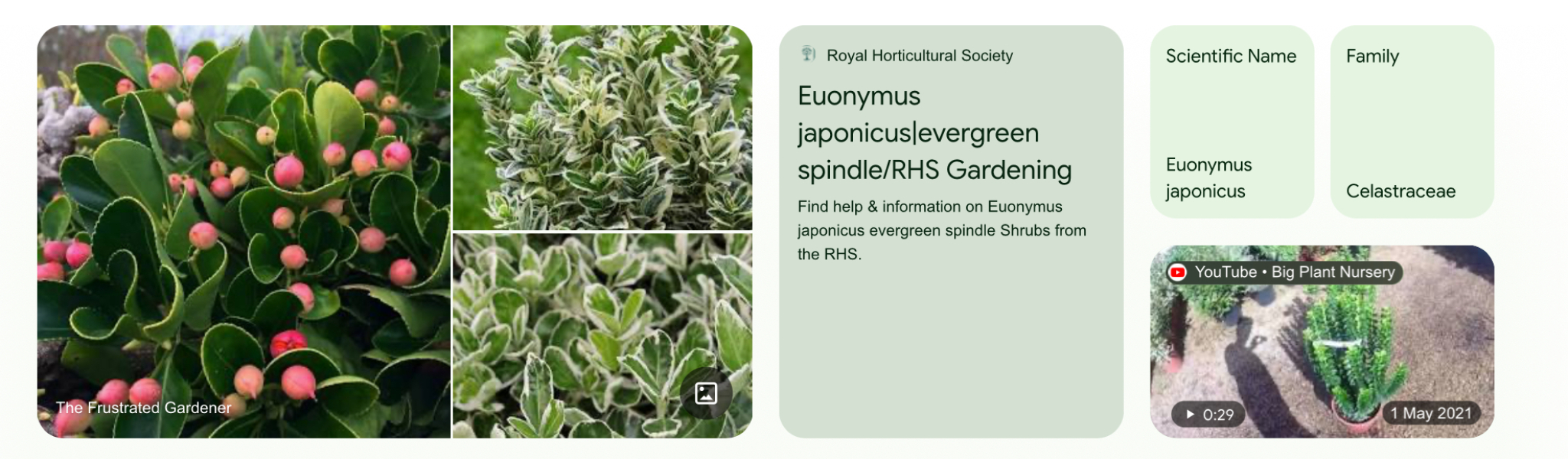 Can anyone identify this hedging plant please?