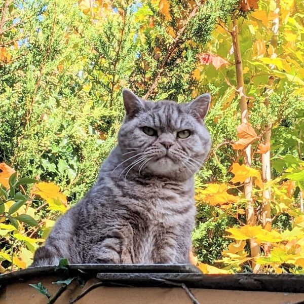 Post your cute kitties 😸