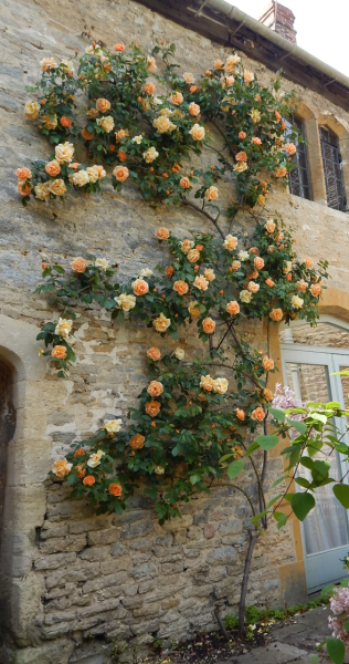 Rose pruning