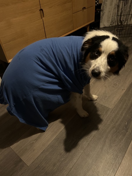 Just spayed dog - advice please!