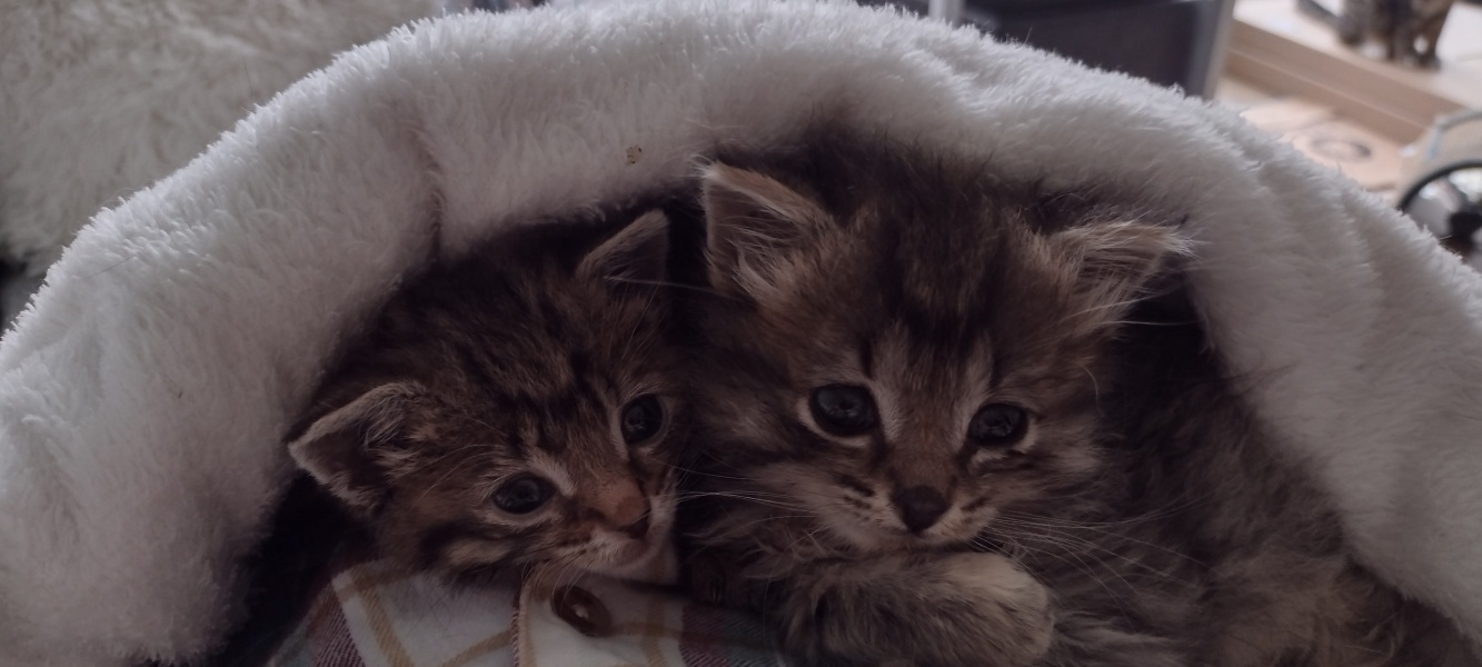 The Very Eventful Lives of the Excellent Cats