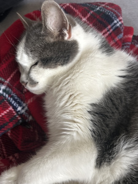 Woolly Hugs: A Blanket for fellow Mumsnetter thegreylady. Can you help us please?