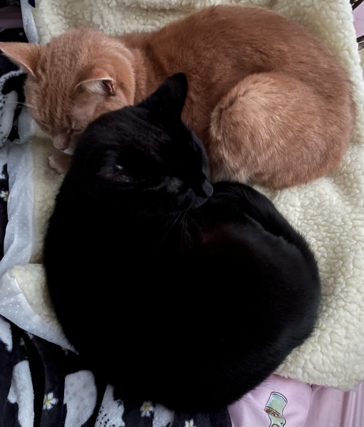 Self-heating pad for cats?
