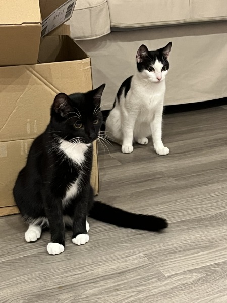 Childfree - what's your take on pets?