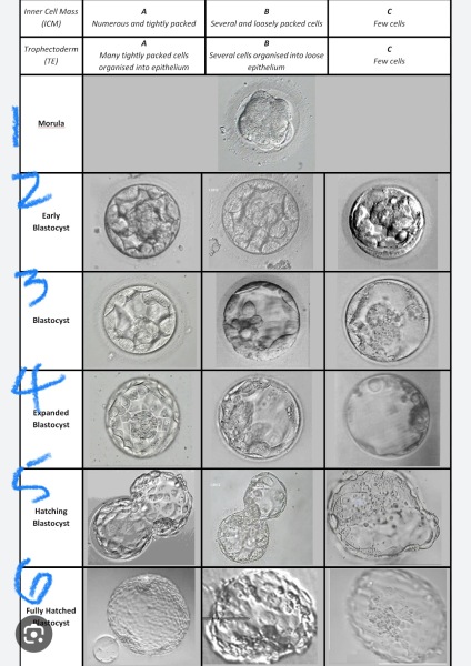 Create Fertility - Experiences