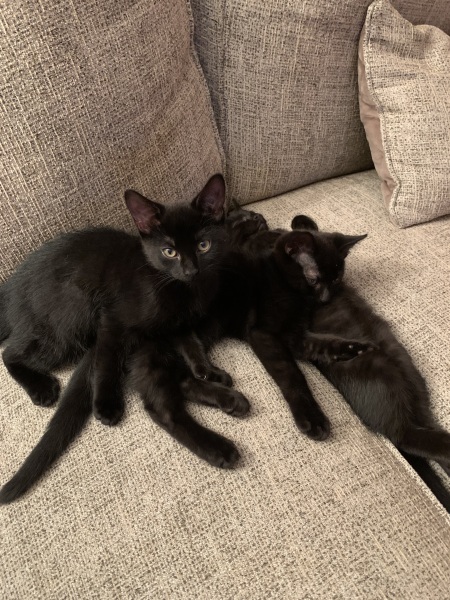 Does anyone prefer adult cats over kittens?