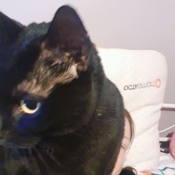 Not once in my life have I ever said "I wish a cat would climb on me and then stick its bum right in my face."