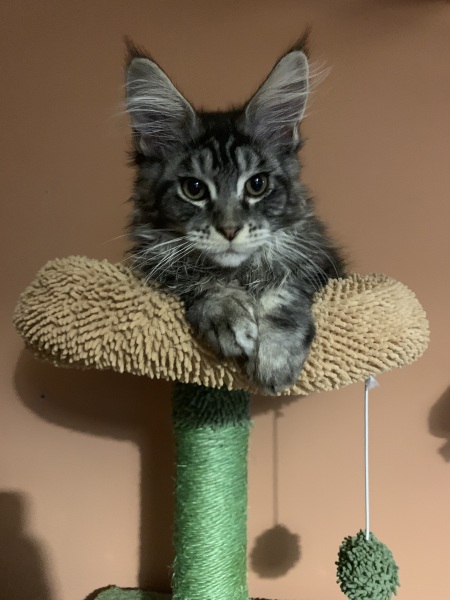 Yet another new kitten