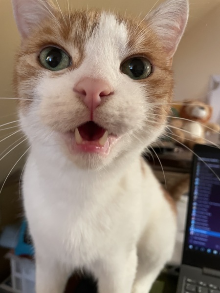 Post your cute kitties 😸