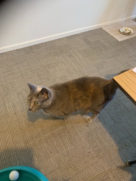 The Very Eventful Lives of the Excellent Cats