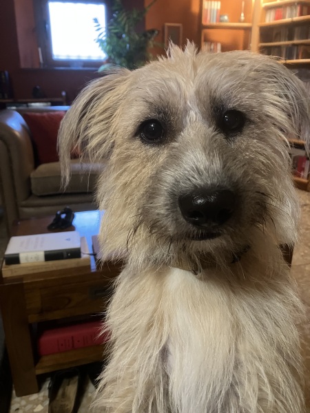 Does anyone else have a mongrel?