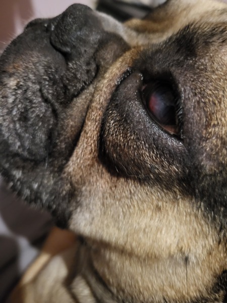Help! What's wrong with my dogs eye??