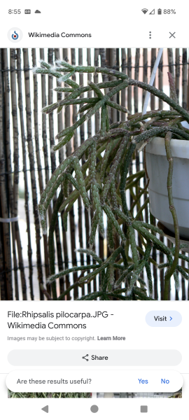 Anyone know this plant?