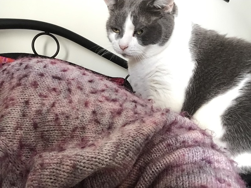 The Very Eventful Lives of the Excellent Cats