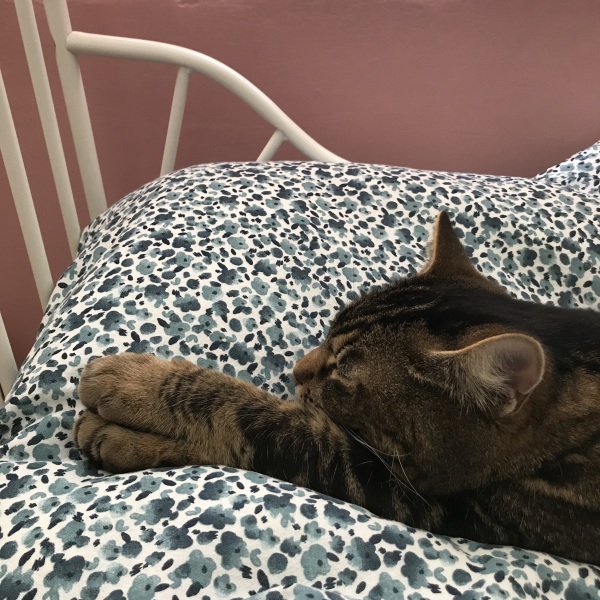 Post your cute kitties 😸