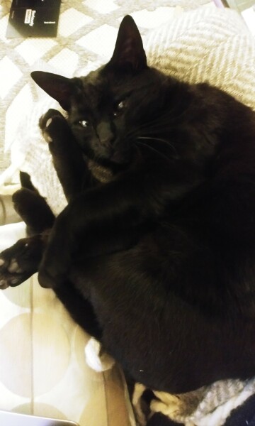 The Very Eventful Lives of the Excellent Cats