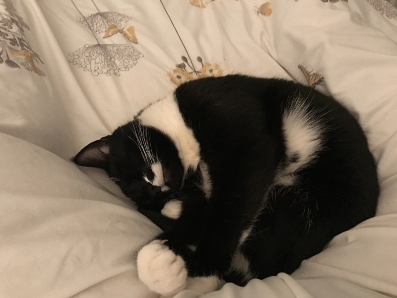Post your cute kitties 😸